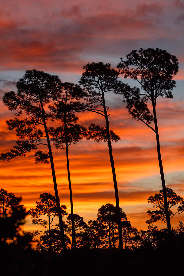 Sunrise Pines Photograph by Gary Oliver - Fine Art America