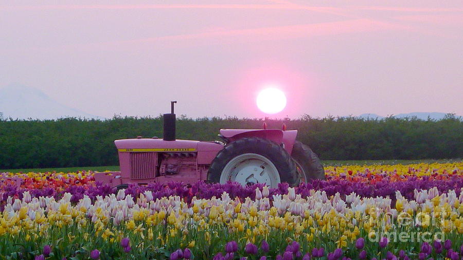 Tulip Photograph - Sunrise Pink Greets John Deere Tractor by Susan Garren