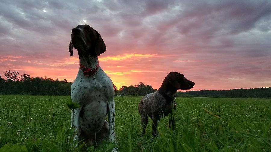 Sunrise Pups Photograph by Brook Burling