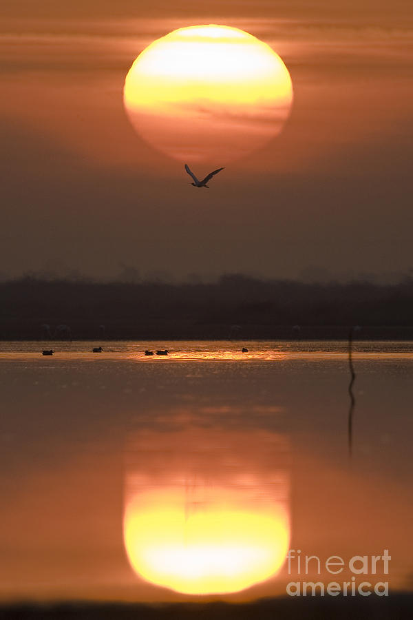 Landscape Photograph - Sunrise Reflection by Hitendra SINKAR