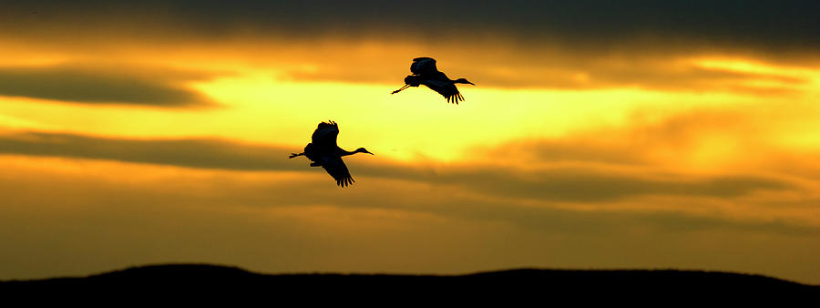 Sunrise Sandhill Cranes  Photograph by Gary Langley