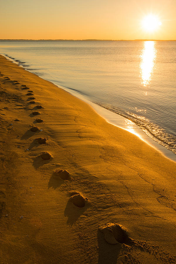 Sunrise - Sandy Point State Park Photograph by Dana Sohr