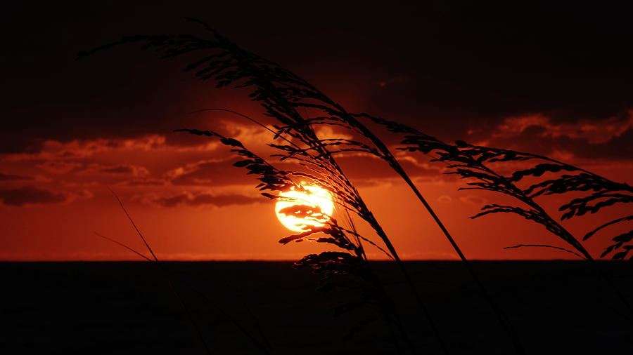 Sunrise Sea Oats Delray Beach Florida Photograph by Lawrence S Richardson Jr