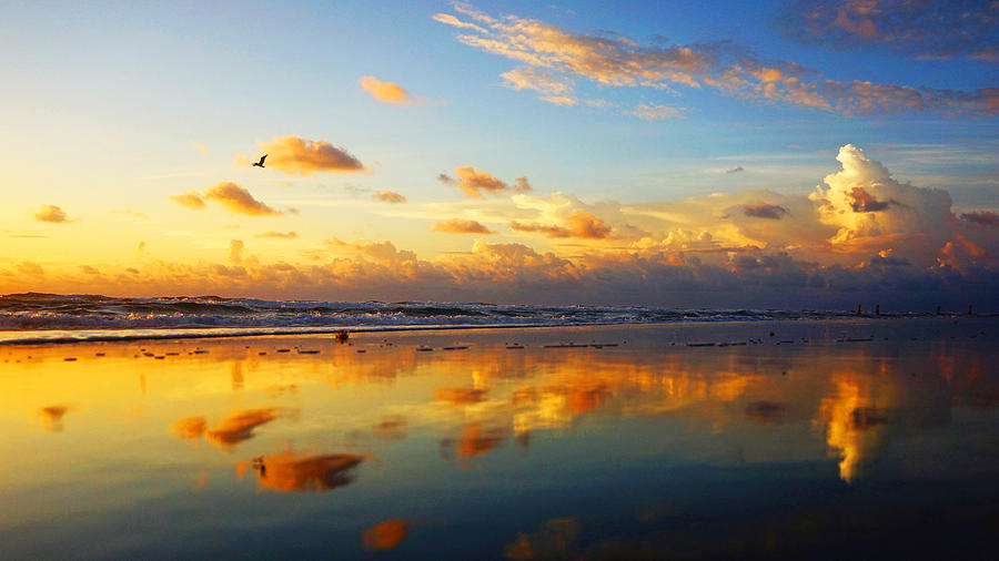 Sunrise Seabird Reflection Photograph by Lawrence S Richardson Jr