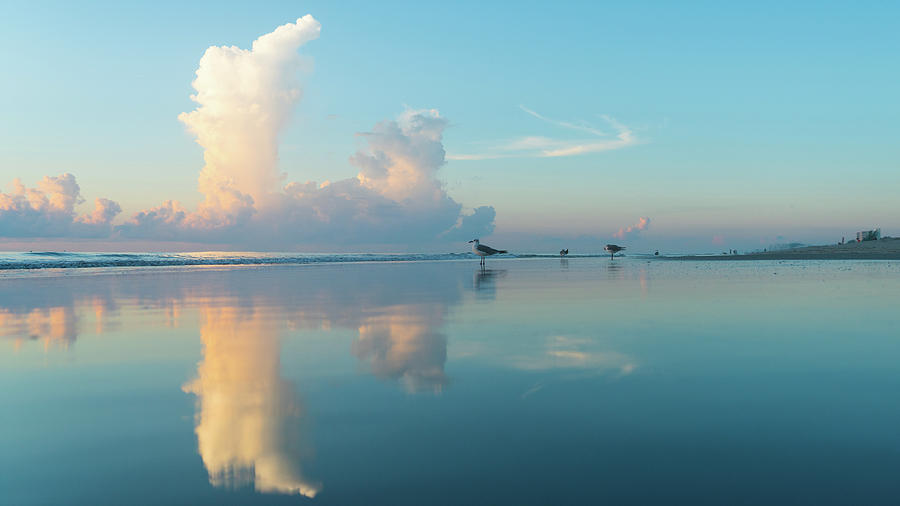 Sunrise Seagull Reflection Delray Beach Florida Photograph by Lawrence S Richardson Jr