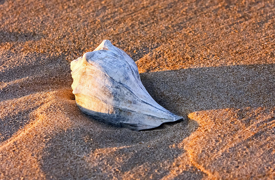 Sunrise Seashell Photograph by Allan Levin