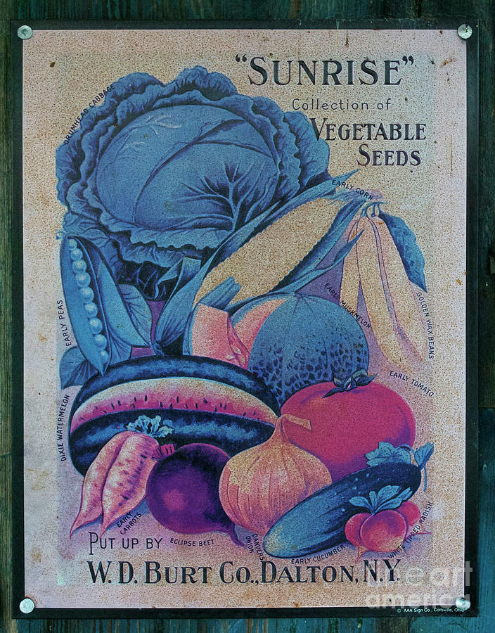 Sunrise Seeds Photograph by Skip Willits