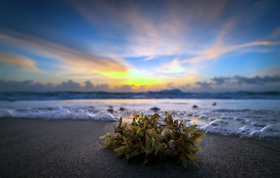 Sunrise Shoreline Photograph by R Scott Duncan