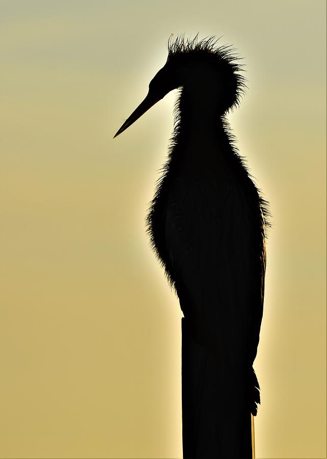 Sunrise Silhouette Photograph by Chip Gilbert