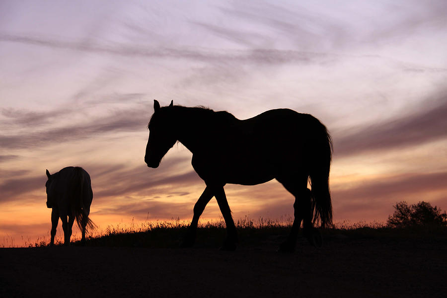 Animal Photograph - Sunrise Silhouette by MH Ramona Swift