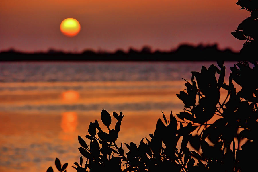 Sunrise Silhouettes Photograph by HH Photography of Florida