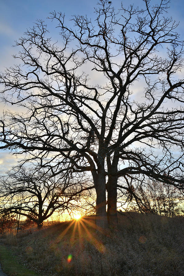 Sunrise Silhouettes Oak Tree in Glacial Park Photograph by Ray Mathis