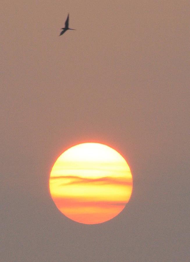 Sunrise Soar Photograph by Christopher J Kirby