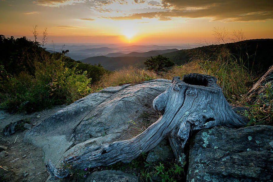 Sunrise Stump Photograph by Ryan Wyckoff