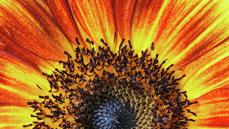 Sunrise Sunflower Photograph by Scott Campbell