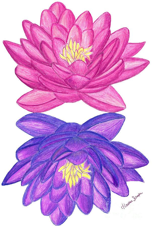 Sunrise Sunset Lotus Drawing by Heather Schaefer