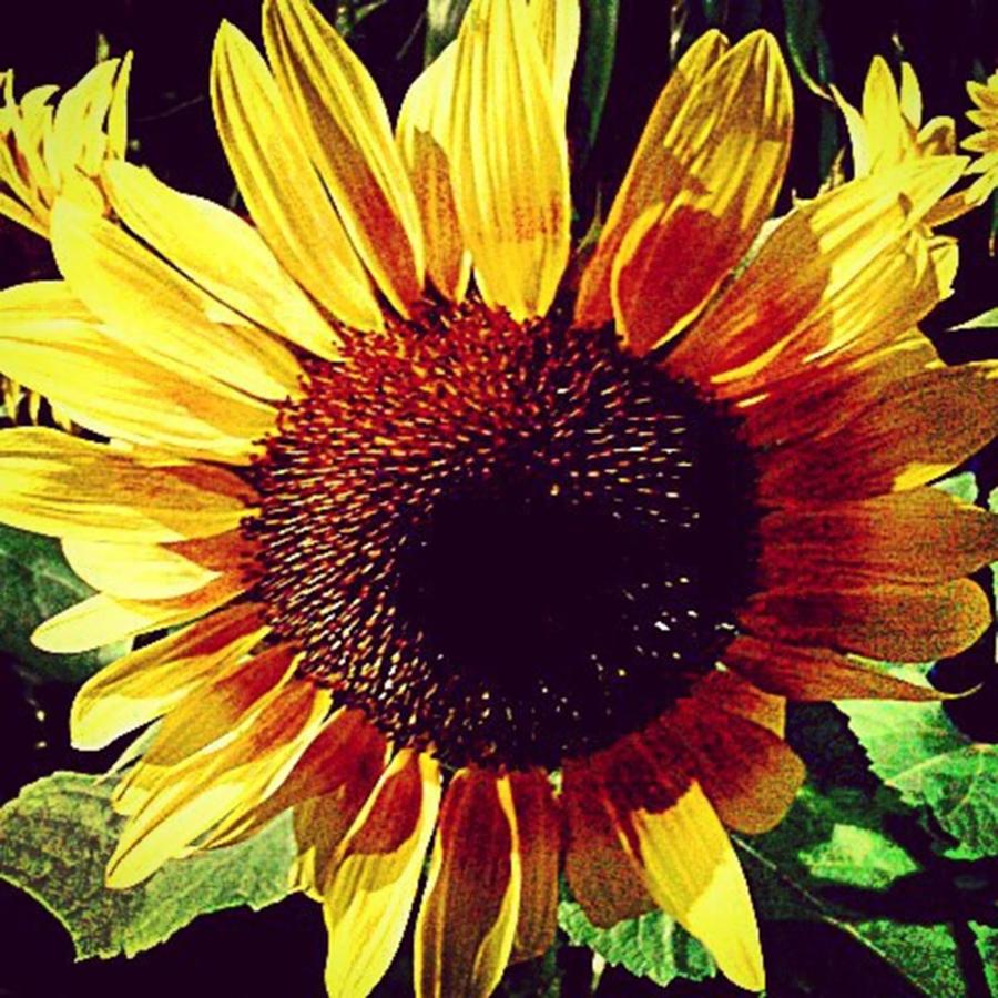 Nature Photograph - Sunrise Sunset, Sunflower.photo By by Shell Sheddy