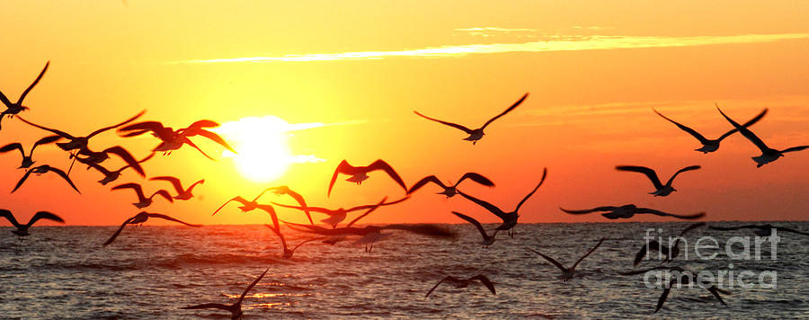 Sunrise by Terri Creasy Sunrise by Terri Creasy