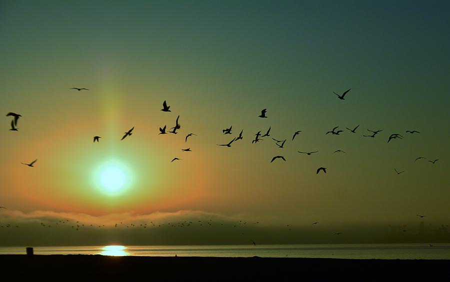 Sunrise the Birds Photograph by John R Williams - Fine Art America