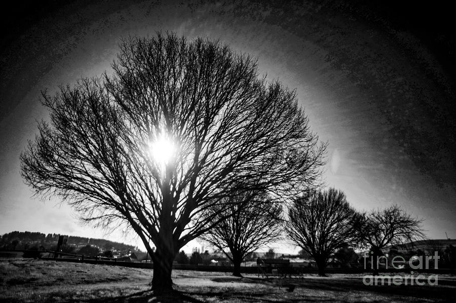 Black And White Digital Art - Sunrise thought tree by Matthew Pinner