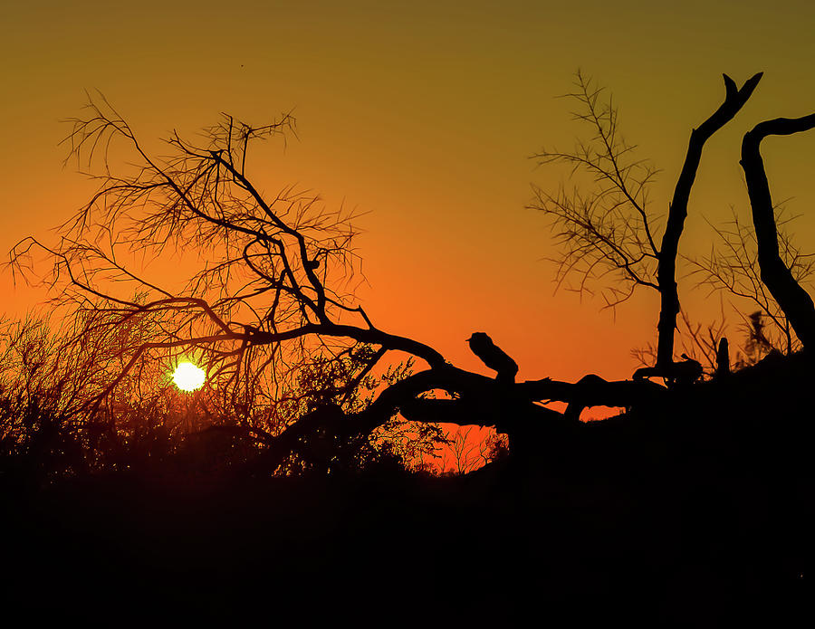 Sunset Photograph - Sunrise Through Branches by Amy Sorvillo
