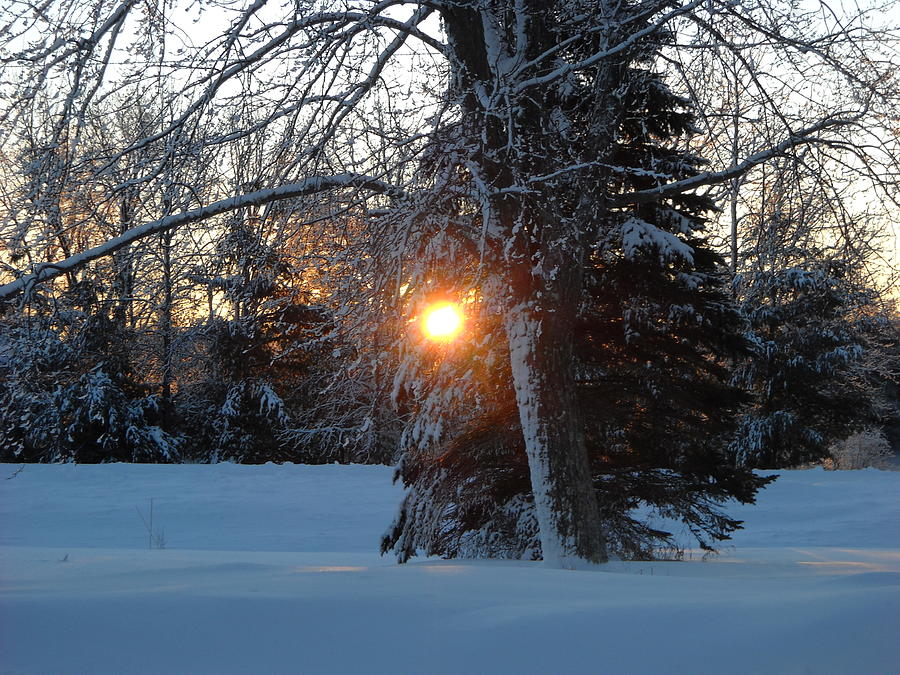Sunrise Through Branches Photograph by Kent Lorentzen