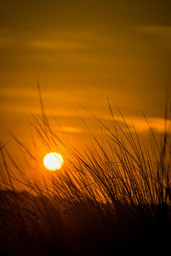 Nature Photograph - Sunrise Through Frederica Marsh Reeds - Vertical by Chris Bordeleau