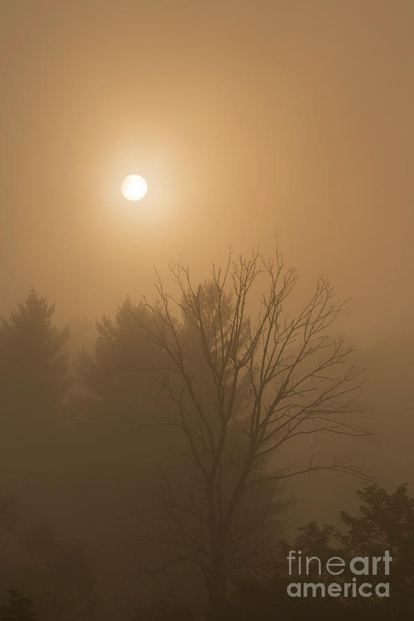 Sunrise through Mountain Mist Photograph by Thomas R Fletcher