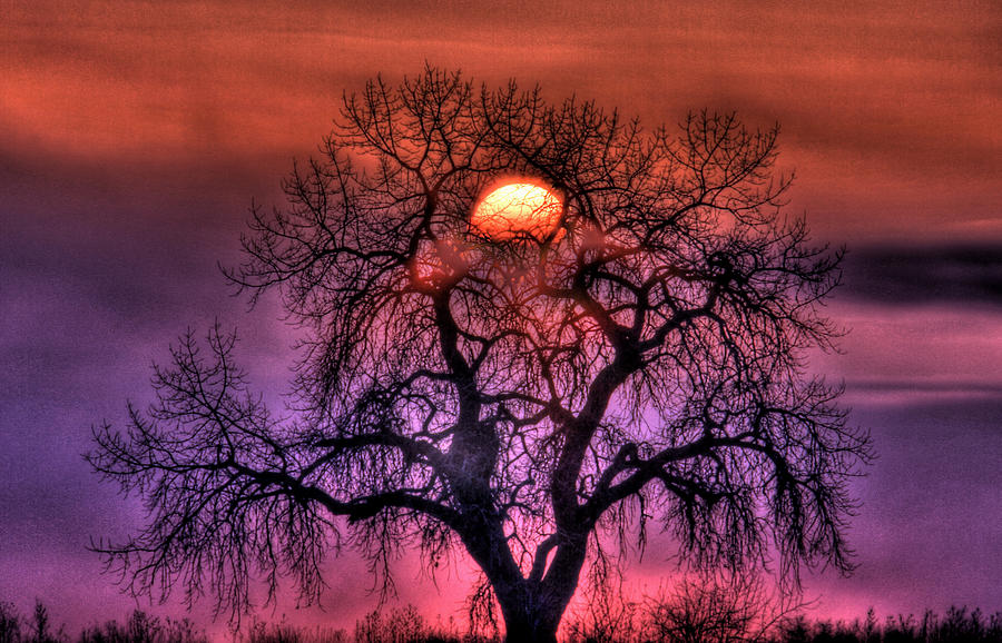 Sunrise Through The Foggy Tree Photograph by Scott Mahon