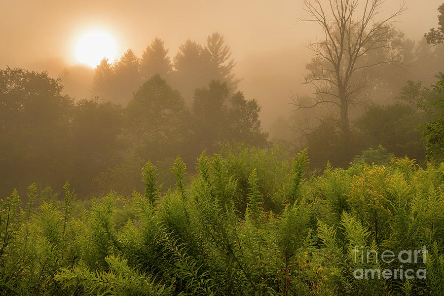Sunrise through the Mist Photograph by Thomas R Fletcher