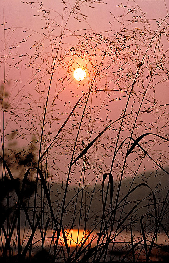 Sunrise through the Tall Grass Photograph by Thomas Firak