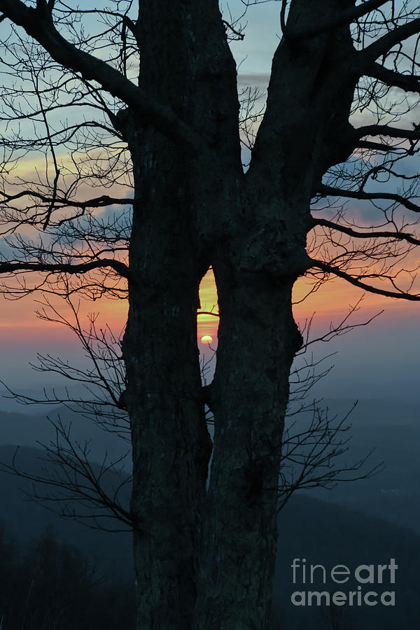 Sunrise Through The Tree - Blue Ridge Parkway  Photograph by Kerri Farley