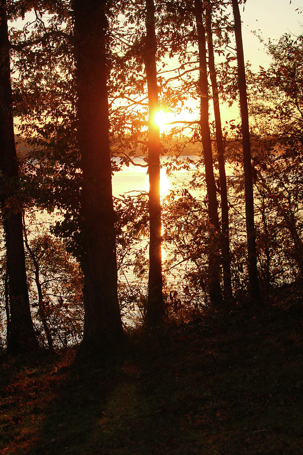 Sunrise Through the Trees Photograph by Art Block Collections