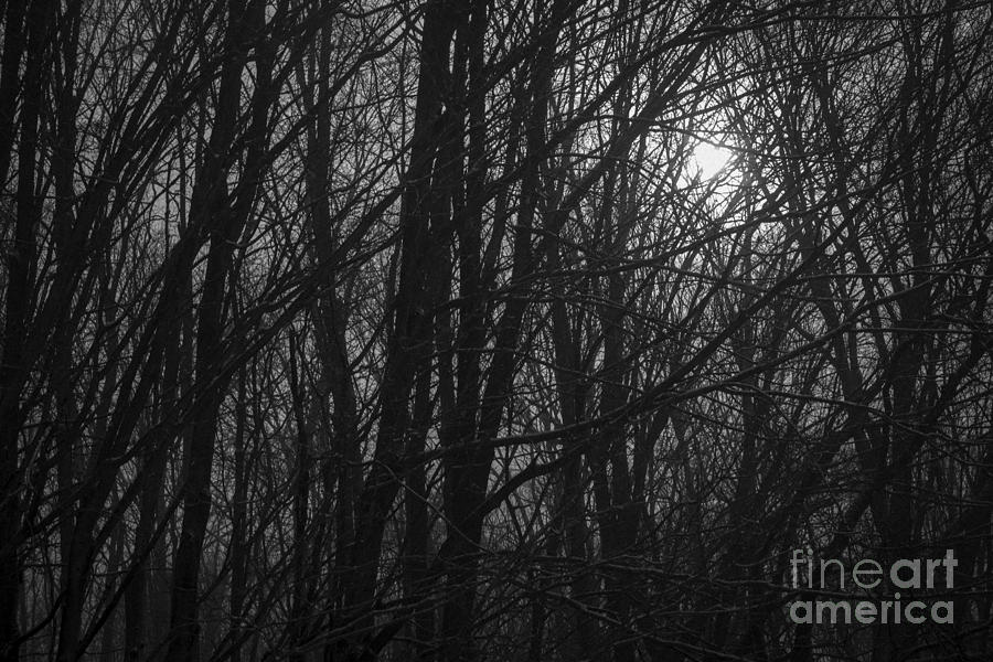 Black And White Photograph - Sunrise Through the Trees by Diane Diederich