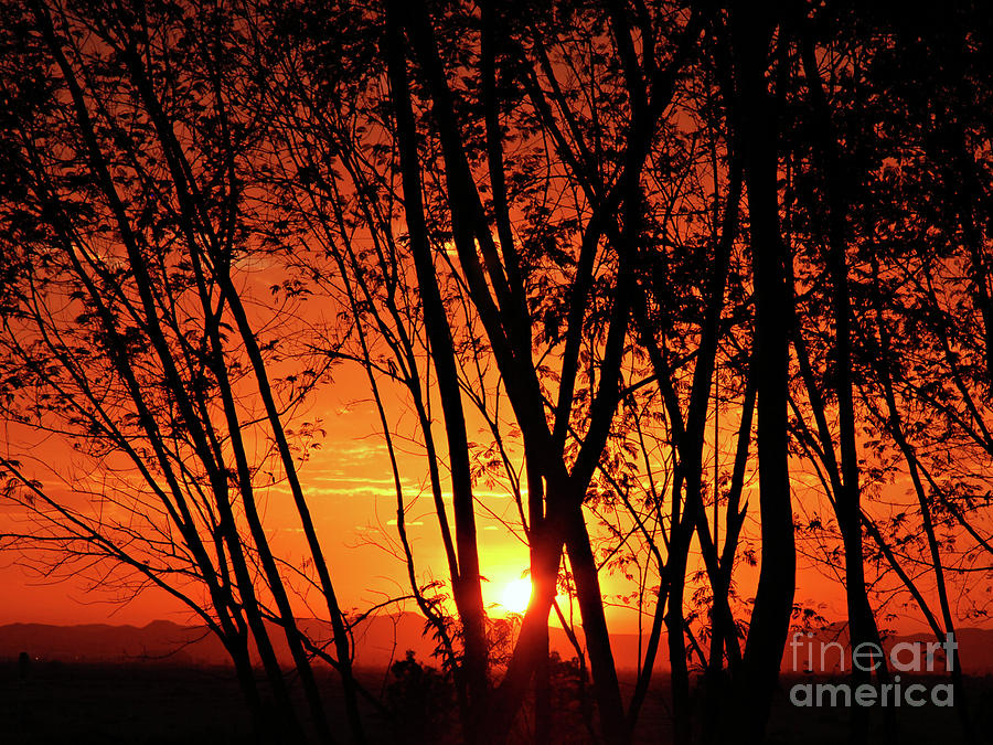 Nature Photograph - Sunrise Through the Trees by  Graham Taylor