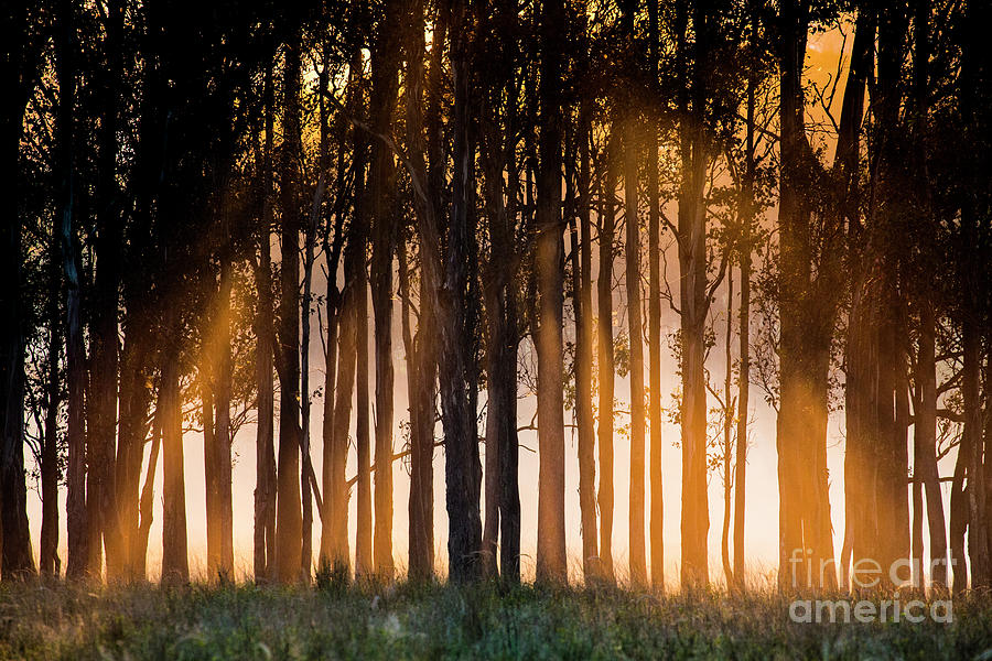 Sunrise through trees Photograph by Sheila Smart Fine Art Photography