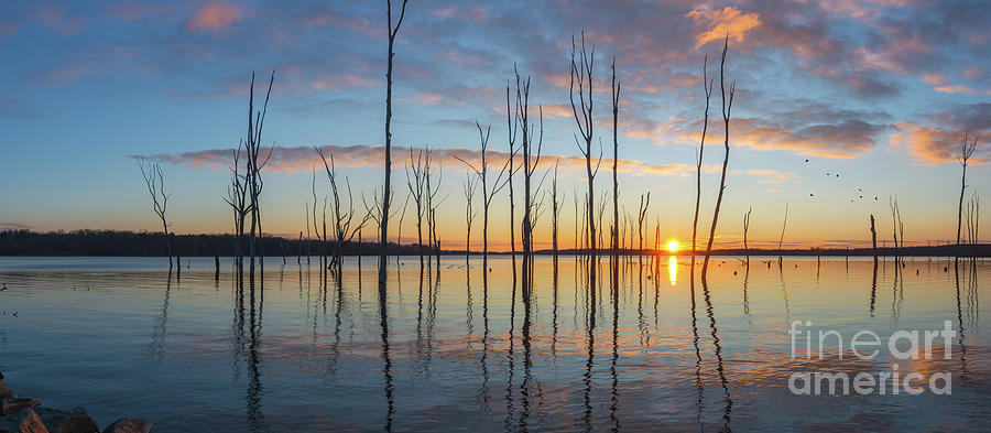 Sunrise Thru The Sticks Panorama Photograph by Michael Ver Sprill