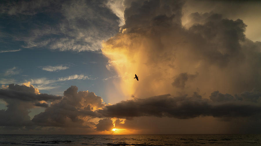 Sunrise Thunderstorm Bird Delray Beach Florida Photograph by Lawrence S Richardson Jr