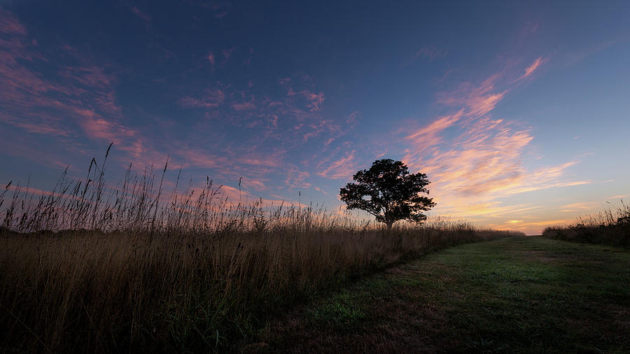 Sunrise Tree 2016 Photograph by Bill Wakeley