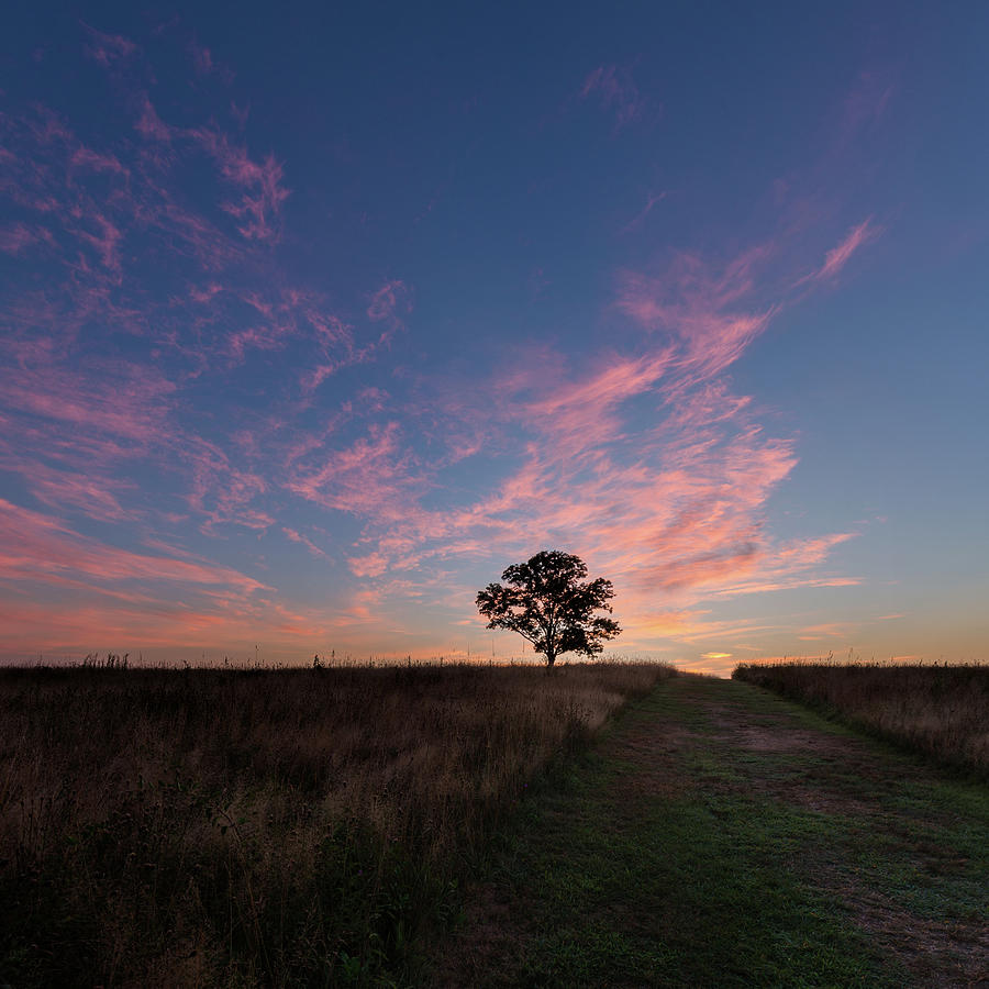 Tree Photograph - Sunrise Tree 2016 square by Bill Wakeley