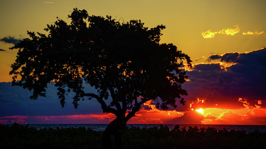 Sunrise Tree Delray Beach Florida Photograph by Lawrence S Richardson Jr
