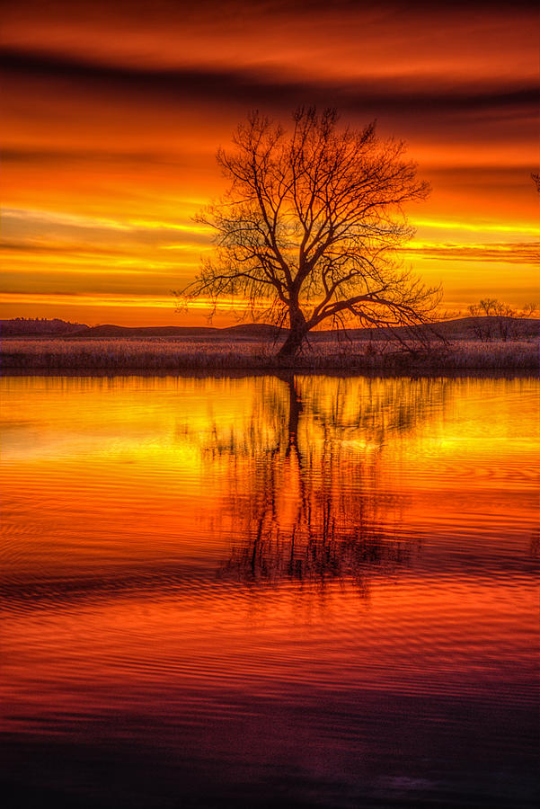 Sunrise Tree Photograph by Fiskr Larsen