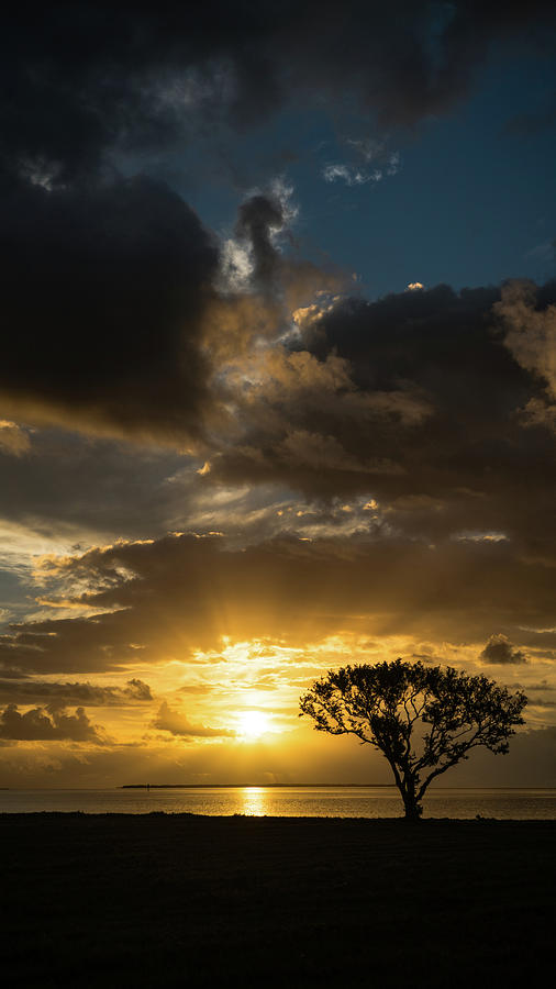 Sunrise Tree Rays Everglades Photograph by Lawrence S Richardson Jr