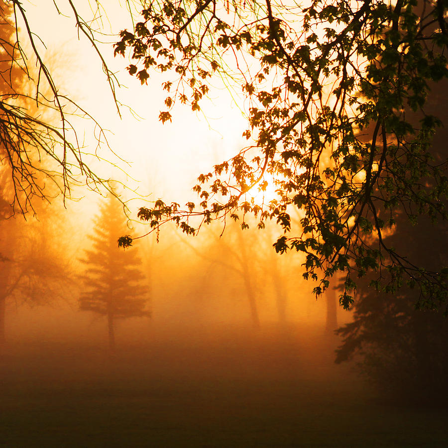Tree Photograph - Sunrise Trees Fog by Donald  Erickson