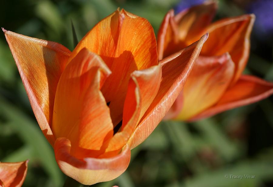 Sunrise Tulip Photograph by Tracey Vivar