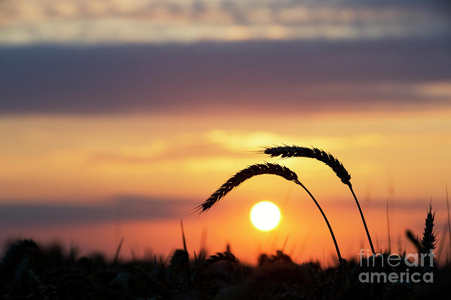 Cereal Photograph - Sunrise Wheat Silhouette by Tim Gainey