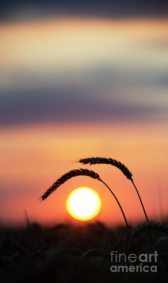 Cereal Photograph - Sunrise Wheat by Tim Gainey