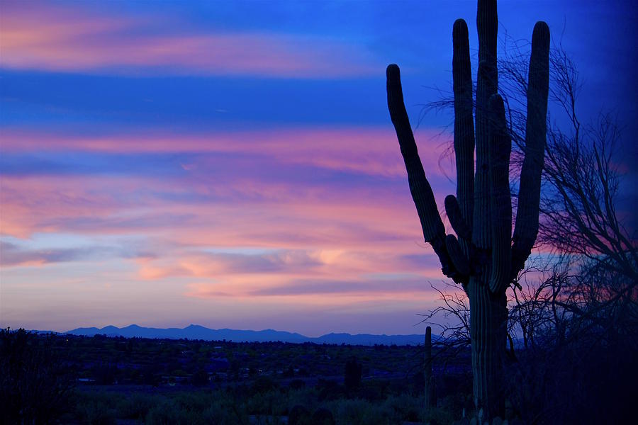 Sunrise with Cactus Photograph by Hella Buchheim