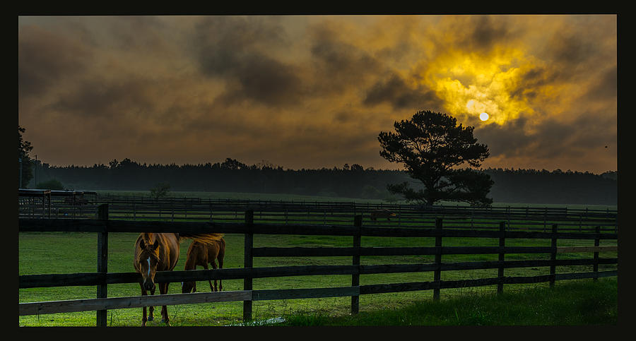 Sunrise with horses Photograph by Metaphor Photo