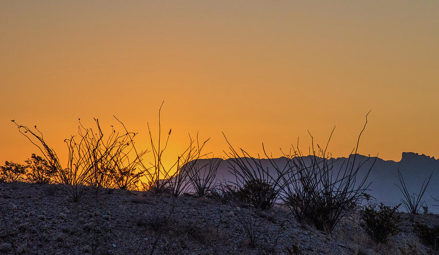 Sunrise With Ocotillo #1 Photograph by Al White